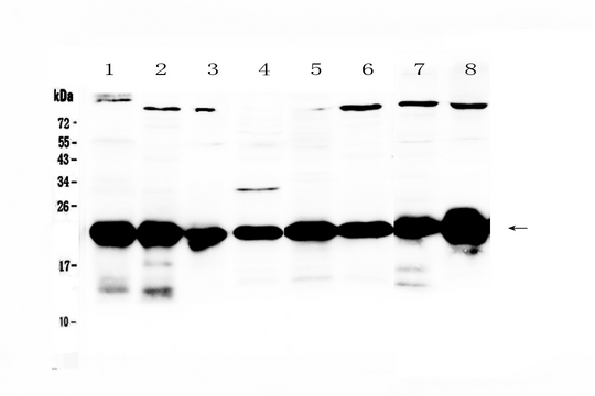 PARK7 / DJ-1 Antibody - Western blot - Anti-PARK7 / DJ1 Picoband Antibody