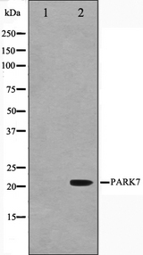 PARK7 / DJ-1 Antibody - Western blot analysis on HuvEc cell lysates using PARK7 antibody. The lane on the left is treated with the antigen-specific peptide.