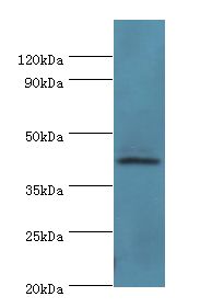 PARL / PSARL Antibody - Western blot. All lanes: PARL antibody at 6 ug/ml+NIH3T3 whole cell lysate. Secondary antibody: Goat polyclonal to rabbit at 1:10000 dilution. Predicted band size: 47 kDa. Observed band size: 47 kDa.