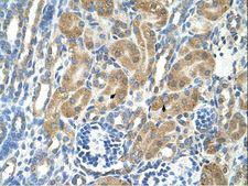 PARL / PSARL Antibody - PARL antibody PARL(presenilin associated, rhomboid-like) Antibody was used in IHC to stain formalin-fixed, paraffin-embedded human kidney.  This image was taken for the unconjugated form of this product. Other forms have not been tested.