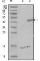 PARL / PSARL Antibody - PARL Antibody in Western Blot (WB)