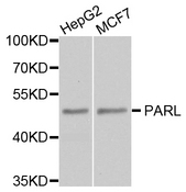 PARL / PSARL Antibody - Western blot analysis of extract of various cells.