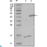 PARL / PSARL Antibody - Western Blot (WB) analysis using PARL Monoclonal Antibody against truncated Trx-PARL recombinant protein (1) and truncated MBP-PARL(aa112-167) recombinant protein (2).
