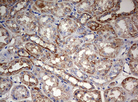 PARN Antibody - IHC of paraffin-embedded Human Kidney tissue using anti-PARN mouse monoclonal antibody. (Heat-induced epitope retrieval by 10mM citric buffer, pH6.0, 120°C for 3min).