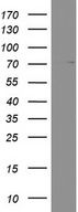 PARN Antibody - Western blot analysis of RPMI8226 cell lysate. (35ug) by using anti-PARN monoclonal antibody.