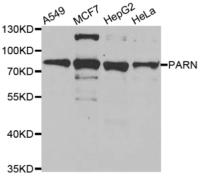 PARN Antibody - Western blot analysis of extracts of various cell lines.