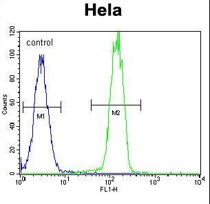 PARP1 Antibody - PARP1 Antibody flow cytometry of HeLa cells (right histogram) compared to a negative control cell (left histogram). FITC-conjugated goat-anti-rabbit secondary antibodies were used for the analysis.