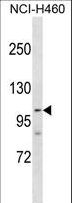 PARP1 Antibody - PARP1 Antibody western blot of NCI-H460 cell line lysates (35 ug/lane). The PARP1 antibody detected the PARP1 protein (arrow).