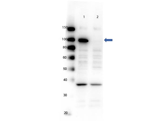 PARP1 Antibody - Western Blot of rabbit Anti-PARP1 (internal) Antibody. Lane 1: Wild Type control lysates. Lane 2: Knock Out control lysates. Load: 5 µg per lane. Primary antibody: PARP1 (internal) antibody at 1:1000 for overnight at 4°C. Secondary antibody: HRP Gt-a-Rb IgG secondary antibody at 1:40,000 for 30 min at RT. Block: MB-070 overnight at 4°C. Predicted/Observed size: ~113kDa endogenous for PARP1. Other band(s): nonspecific ~ 40kDa.