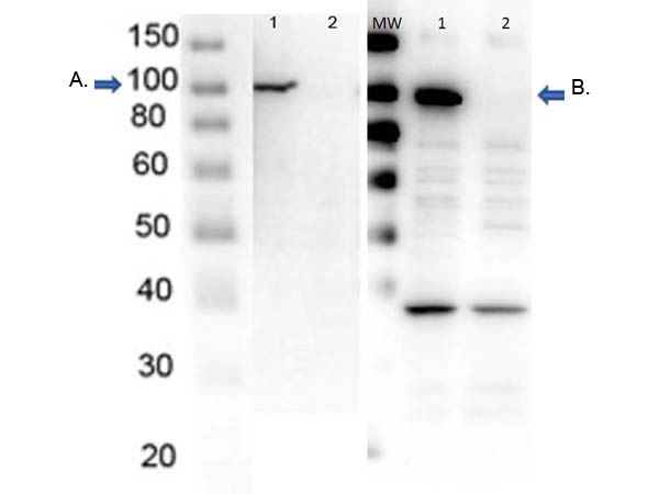 PARP1 Antibody - Western Blot of endogenous PARP1 with Rabbit Anti-PARP1 Antibodies. Lane 1: OVCAR8 Wild Type lysate. Lane 2: OVCAR8 PARP1 KO lysate. Load 5 ? per lane. Primary Antibody: Blot A: Anti-PARP1- n term; Blot B: Anti-PARP1- internal at 1?/mL for overnight at 4?. Secondary antibody: HRP Gt-a-Rb IgG secondary antibody at 1:40,000 for 30 min at RT. Block: MB-070 overnight at 4?. Predicted/Observed size: 113 kDa for endogenous PARP1. Other band(s): nonspecific ~ 40kDa in PARP1-AD only.