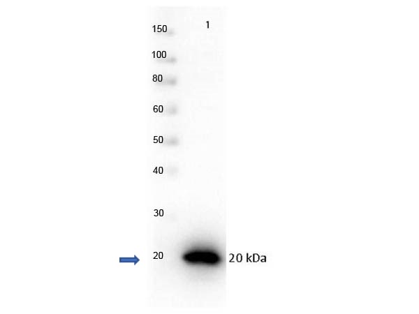 PARP1 Antibody - Western Blot of recombinant PARP1 with Rabbit anti-PARP1 (internal) antibody. Lane 1: PARP1-autocatalytic domain recombinant protein. Load: 0.05 µg per lane. Primary antibody: PARP1 (internal) antibody at 1µg/mL for overnight at 4°C. Secondary antibody: HRP Gt-a-rabbit secondary antibody at 1:40,000 for 30 min at RT. Block: MB-070 overnight at 4°C. Predicted/Observed size: ~19 kDa for rPARP1 (internal) Other band(s): none.