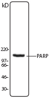 PARP1 Antibody - Hela cell lysate was resolved by electrophoresis, transferred to nitrocellulose and probed with monoclonal anti-PARP antibody. Proteins were visualized using a goat anti-mouse secondary antibody conjugated to HRP and a chemiluminescence system.