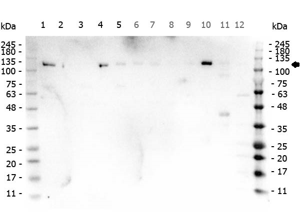 PARP1 Antibody - Western Blot of rabbit anti-PARP1 antibody. Marker: Opal Pre-stained ladder Lane 1: HEK293 lysate Lane 2: HeLa Lysate Lane 3: MCF-7 Lysate Lane 4: Jurkat Lysate Lane 5: A431 Lysate Lane 6: A549 Lysate Lane 7: LNCap Lysate Lane 8: MOLT-4 Lysate Lane 9: Ramos Lysate Lane 10: Raji Lsyate Lane 11: A-172 Lysate Lane 12: NIH/3T3 Lysate Load: 35 µg per lane. Primary antibody: PARP1 antibody at 1ug/mL overnight at 4C. Secondary antibody: Peroxidase rabbit secondary antibody at 1:30,000 for 60 min at RT. Blocking Buffer: 1% Casein-TTBS for 30 min at RT. Predicted/Observed size: 113 kDa for PARP1.