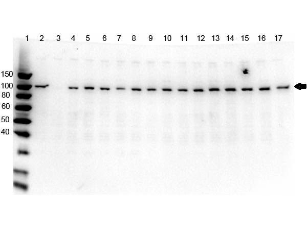 PARP1 Antibody - Western Blot of rabbit anti-PARP1 N-term Antibody. Lane 1: Opal Pre-stained ladder Lane 2: OVCAR-8 Wild Type. Lane 3: PARP1-KO. Lane 4: PARP2-KO. Lane 5: PARP3-KO. Lane 6: PARP4-KO Lane 7: PARP5a-KO. Lane 8: PARP5b-KO. Lane 9: PARP6-KO. Lane 10: PARP7-KO. Lane 11: PARP8-KO. Lane 12: PARP9-KO. Lane 13: PARP10-KO. Lane 14: PARP12-KO. Lane 15: PARP13-KO. Lane 16: PARP14-KO. Lane 17: PARP16-KO. Load: 5.0 µg per lane. Primary antibody: PARP1 n-term antibody at 1ug/mL overnight at 4°C. Secondary antibody: Goat anti-rabbit Peroxidase secondary antibody at 1:40,000 for 30 min at RT. Blocking Buffer: MB-073 for 30 min at RT. Predicted/Observed size: ~113 kDa for PARP1.