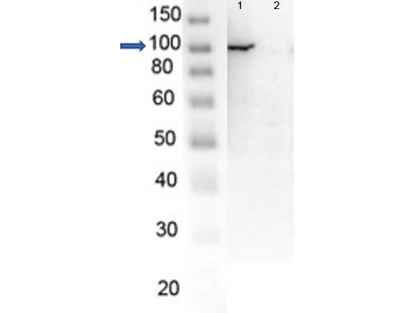 PARP1 Antibody - Western Blot of endogenous PARP1 with Rabbit Anti-PARP1 (N-term ZF1) Antibody. Lane 1: OVCAR8 Wild Type lysate. Lane 2: OVCAR8 PARP1 KO lysate. Load: 5 µg per lane. Primary antibody: PARP1 (N-term ZF1) antibody at 1µg/mL for overnight at 4°C. Secondary antibody: HRP Gt-a-Rb IgG secondary antibody at 1:40,000 for 30 min at RT. Block: MB-070 overnight at 4°C. Predicted/Observed size: 113 kDa for endogenous PARP1. Other band(s): none. Image in collaboration with Phil Lorenzi at MD Anderson.