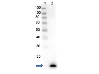 PARP1 Antibody - Western Blot of recombinant PARP1 with rabbit anti-PARP1 (N-term ZF1) antibody. Lane 1: PARP1-Zinc Finger domain recombinant protein. Load: 0.05 µg per lane. Primary antibody: PARP1 (N-term ZF1) antibody at 1µg/mL for overnight at 4°C. Secondary antibody: HRP Gt-a-rabbit secondary antibody at 1:40,000 for 30 min at RT. Block: MB-070 overnight at 4°C. Predicted/Observed size: 13 kDa for rPARP1 (N-term ZF1). Other band(s): none.
