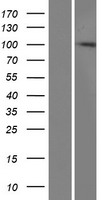 PARP13 / ZC3HAV1 Protein - Western validation with an anti-DDK antibody * L: Control HEK293 lysate R: Over-expression lysate