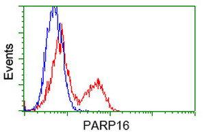 PARP16 Antibody - HEK293T cells transfected with either pCMV6-ENTRY PARP16 (Red) or empty vector control plasmid (Blue) were immunostained with anti-PARP16 mouse monoclonal(Dilution 1:1,000), and then analyzed by flow cytometry.