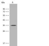 PARP16 Antibody - Anti-PARP16 rabbit polyclonal antibody at 1:500 dilution. Lane A: PC-3 Whole Cell Lysate. Lysates/proteins at 30 ug per lane. Secondary: Goat Anti-Rabbit IgG (H+L)/HRP at 1/10000 dilution. Developed using the ECL technique. Performed under reducing conditions. Predicted band size: 36 kDa. Observed band size: 34 kDa.