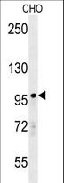 PARP8 Antibody - PARP8 Antibody western blot of CHO cell line lysates (35 ug/lane). The PARP8 antibody detected the PARP8 protein (arrow).