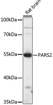 PARS2 Antibody - Western blot analysis of extracts of rat brain using PARS2 Polyclonal Antibody at dilution of 1:1000.