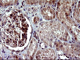 PARVA Antibody - IHC of paraffin-embedded Human Kidney tissue using anti-PARVA mouse monoclonal antibody. (Heat-induced epitope retrieval by 10mM citric buffer, pH6.0, 120°C for 3min).