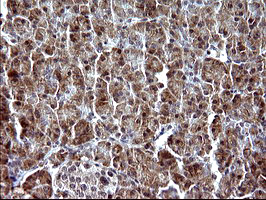 PARVA Antibody - IHC of paraffin-embedded Human pancreas tissue using anti-PARVA mouse monoclonal antibody. (Heat-induced epitope retrieval by 10mM citric buffer, pH6.0, 120°C for 3min).