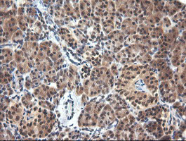 PARVA Antibody - IHC of paraffin-embedded Human pancreas tissue using anti-PARVA mouse monoclonal antibody.
