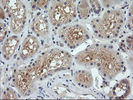 PARVA Antibody - IHC of paraffin-embedded Human Kidney tissue using anti-PARVA mouse monoclonal antibody.