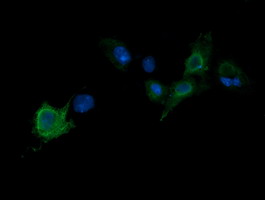 PARVA Antibody - Anti-PARVA mouse monoclonal antibody immunofluorescent staining of COS7 cells transiently transfected by pCMV6-ENTRY PARVA.