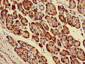 PARVA Antibody - Immunohistochemistry image of paraffin-embedded human pancreatic tissue at a dilution of 1:100