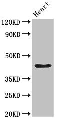 PARVA Antibody - Positive Western Blot detected in Rat heart tissue. All lanes: PARVA antibody at 2.7 µg/ml Secondary Goat polyclonal to rabbit IgG at 1/50000 dilution. Predicted band size: 43 KDa. Observed band size: 43 KDa