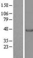 PARVA Protein - Western validation with an anti-DDK antibody * L: Control HEK293 lysate R: Over-expression lysate