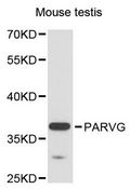 PARVG Antibody - Western blot analysis of extracts of mouse testis, using PARVG antibody at 1:3000 dilution. The secondary antibody used was an HRP Goat Anti-Rabbit IgG (H+L) at 1:10000 dilution. Lysates were loaded 25ug per lane and 3% nonfat dry milk in TBST was used for blocking. An ECL Kit was used for detection and the exposure time was 90s.