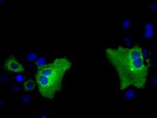 PAS Kinase / PASK Antibody - Anti-PASK mouse monoclonal antibody  immunofluorescent staining of COS7 cells transiently transfected by pCMV6-ENTRY PASK.