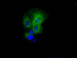 PAS Kinase / PASK Antibody - Anti-PASK mouse monoclonal antibody  immunofluorescent staining of COS7 cells transiently transfected by pCMV6-ENTRY PASK.