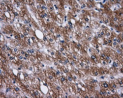 PAS Kinase / PASK Antibody - IHC of paraffin-embedded liver tissue using anti-PASK mouse monoclonal antibody. (Dilution 1:50).
