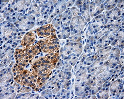 PAS Kinase / PASK Antibody - IHC of paraffin-embedded pancreas tissue using anti-PASK mouse monoclonal antibody. (Dilution 1:50).