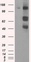 PAS Kinase / PASK Antibody - HEK293T cells were transfected with the pCMV6-ENTRY control (Left lane) or pCMV6-ENTRY PASK (Right lane) cDNA for 48 hrs and lysed. Equivalent amounts of cell lysates (5 ug per lane) were separated by SDS-PAGE and immunoblotted with anti-PASK.