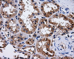 PAS Kinase / PASK Antibody - IHC of paraffin-embedded Kidney tissue using anti-PASK mouse monoclonal antibody. (Dilution 1:50).