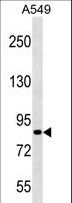 PASD1 Antibody - PASD1 Antibody western blot of A549 cell line lysates (35 ug/lane). The PASD1 antibody detected the PASD1 protein (arrow).