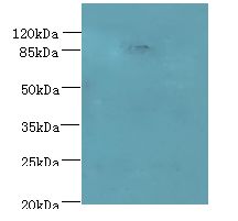 PASD1 Antibody - Western blot. All lanes: PASD1 antibody at 4 ug/ml+ A549 whole cell lysate Goat polyclonal to rabbit at 1:10000 dilution. Predicted band size: 87 kDa. Observed band size: 87 kDa.