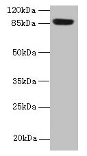 PASD1 Antibody - Western blot All lanes: PASD1 antibody at 4µg/ml + A549 whole cell lysate Secondary Goat polyclonal to rabbit IgG at 1/10000 dilution Predicted band size: 88, 73 kDa Observed band size: 88 kDa