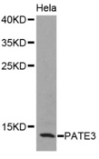 PATE3 Antibody - Western blot analysis of extracts of HeLa cellss.