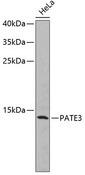 PATE3 Antibody - Western blot analysis of extracts of HeLa cells using PATE3 Polyclonal Antibody.