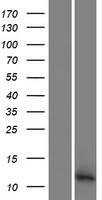 PATE3 Protein - Western validation with an anti-DDK antibody * L: Control HEK293 lysate R: Over-expression lysate