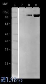 ACE2 / ACE-2 Antibody - Western Blot: LS-A13632 (1:100) vs. full-length recombinant human ACE2 protein. Lane 7: 50 ng, Lane 8: 100 ng, Lane 9 500ng. Detection fluorescent conjugated anti-rabbit secondary antibody (1:100).
