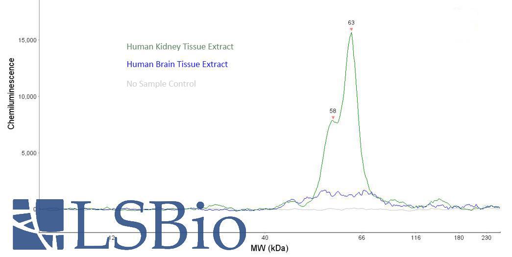 ACE2 / ACE-2 Antibody - Capillary Western Analysis of anti-ACE2 antibody (LS-A13632, 20 µg/mL) using 12-230 kDa separation module. Lane 1: no sample negative control; Lane 2: 1.875µg whole human kidney lysate (positive control), Lane 3: 1.875µg whole human brain lysate (negative control).  Antibody produced a predominant ~63kDa and minor ~58kDa band in the kidney, and no banding in the brain. (Protein Simple Electropherogram)
