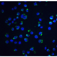 ACIN1 / Acinus Antibody - Immunofluorescence of Acinus in K562 cells with Acinus antibody at 20 µg/ml.Green: Acinus Antibody  Blue: DAPI staining