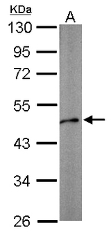 ACTA1 / Skeletal Muscle Actin Antibody - Sample (10 ug of whole cell lysate). A: Adult zebrafish. 10% SDS PAGE. ACTA1 antibody diluted at 1:1000. 